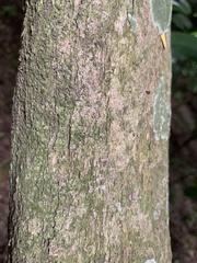 Oxyanthus pyriformis