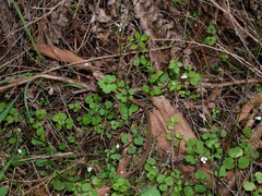 Cardamine dolichostyla