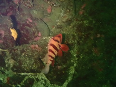 Sebastes nigrocinctus