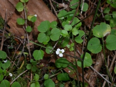 Cardamine dolichostyla