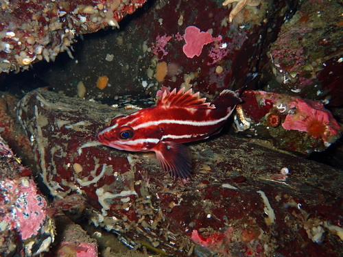 Yelloweye Rockfish