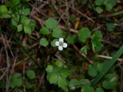 Cardamine dolichostyla