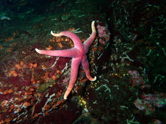 Henricia leviuscula