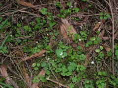 Cardamine dolichostyla