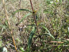 Eupatorium lindleyanum