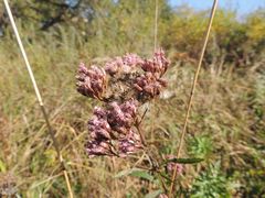 Eupatorium lindleyanum