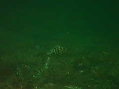 Sebastes nigrocinctus