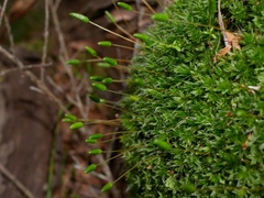 Leptostomum inclinans