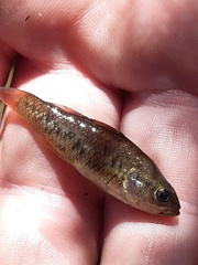 Nannoperca australis