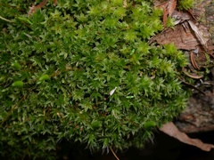 Leptostomum inclinans