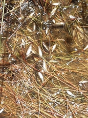 Nannoperca australis