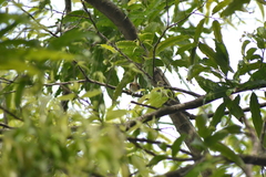 Orthotomus