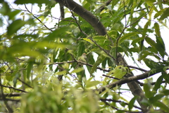 Orthotomus
