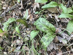 Erythronium helenae