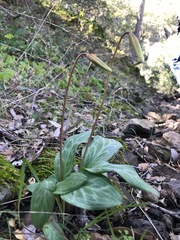 Erythronium helenae