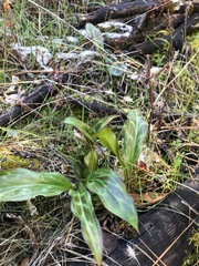 Erythronium helenae