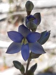 Thelymitra circumsepta