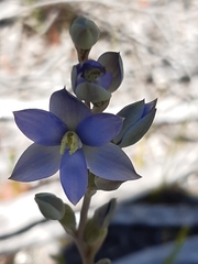 Thelymitra circumsepta