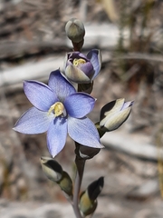 Thelymitra circumsepta