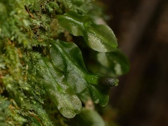 Symphyogyna subsimplex