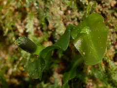 Symphyogyna subsimplex