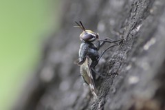 Euthera skusei