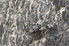 Euthera skusei