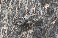Euthera skusei