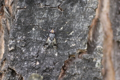 Euthera skusei
