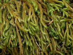 Echinodiopsis hispida