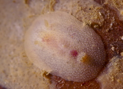 Acanthodoris pilosa