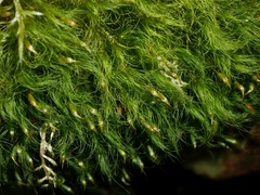 Dicranoloma menziesii