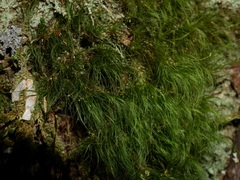 Dicranoloma menziesii