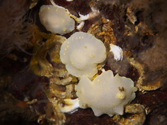 Cadlina laevis