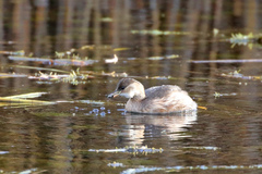 Tachybaptus ruficollis