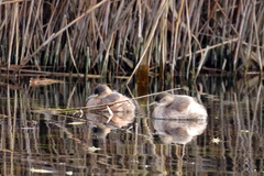 Tachybaptus ruficollis