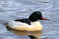 Mergus merganser