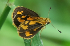 Taractrocera archias