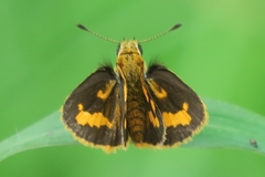 Taractrocera archias