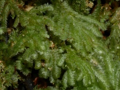 Catharomnion ciliatum