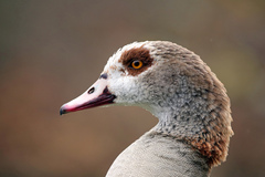 Alopochen aegyptiaca