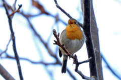 Erithacus rubecula