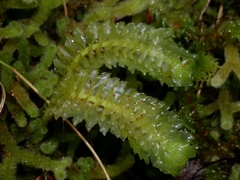 Schistochila nobilis