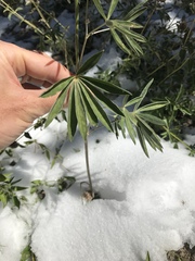 Lupinus arbustus