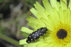 Acmaeodera octodecimguttata