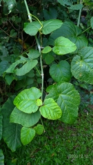 Cissus kerrii