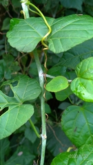 Cissus kerrii