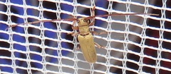 Eunidia fulvida