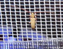 Eunidia fulvida