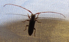 Eunidia fulvida